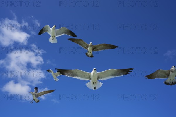 Seagulls sea gulls group flying on blue sky in Caribbean sea