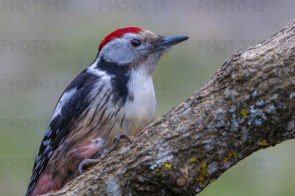 Middle spotted woodpecker (Leiopicus medius) resting on a sloping tree branch, oak forest, protected forest, Black Forest, Germany, Europe