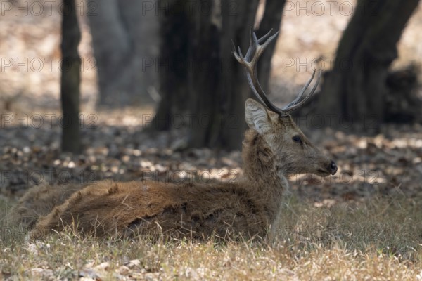 Sambar (Cervus unicolor), roe deer, horse deer, noble deer, resting in the shade, Kanha National Park, Tiger Reserve, Jabalpur, Madhya Pradesh, India, Asia