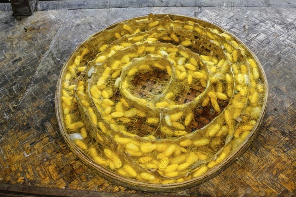 Plate with the cocoons of silkworm in a silkworm farm waiting for butterflies to born and begin again the life circle with reproduction. The silk is extracted from these chrysalis boiled in hot water
