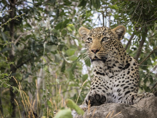 Starring Leopard in the Sabi Sands, South Africa, Africa
