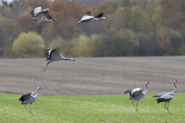 Crane (Grus grus)