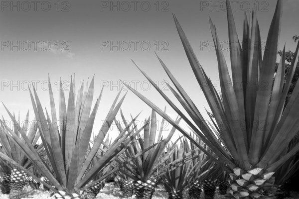 Agave tequilana plant to distill Mexican tequila liquor