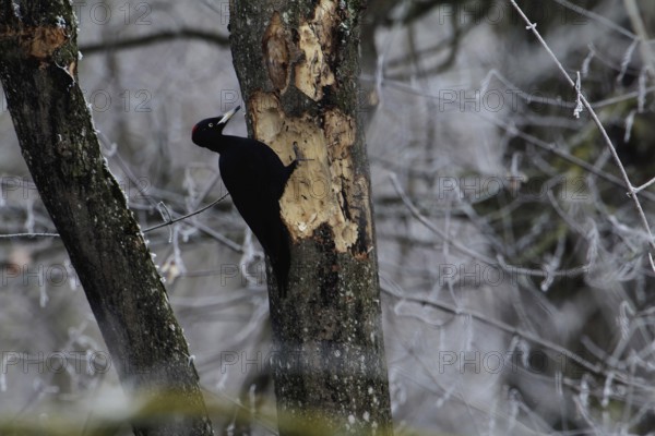 Black Woodpecker, Dryocopus martius, Black Woodpecker