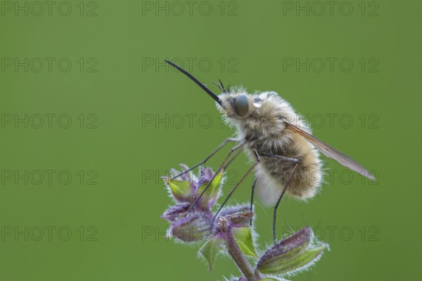 Woolly hoverfly, Bombyliidae