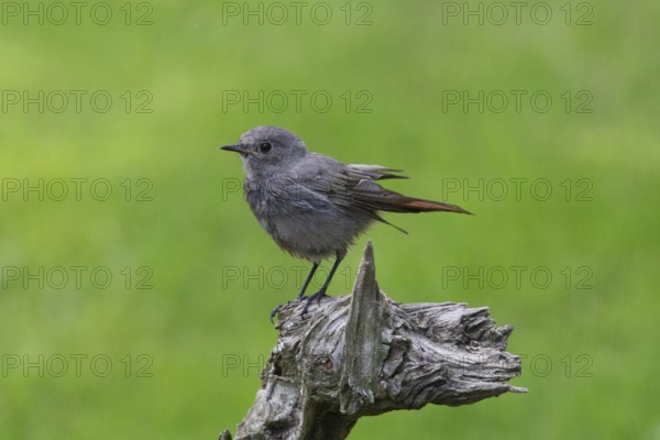 Black redstart standing on tree stump looking left