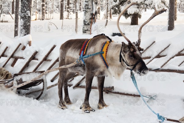 Reindeer and sleigh in winter forest