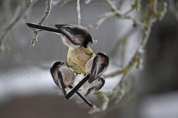 Long-tailed Tit (Aegithalos caudatus)