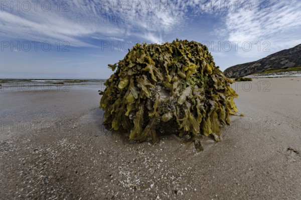 Rocks overgrown with seaweed and aquatic plants on the beach at the edge of Snowdonia National Park, Penmaenmawr, Dwygyfylchi, Caernarfonshire, Conwy County Borough, Wales, United Kingdom, Europe