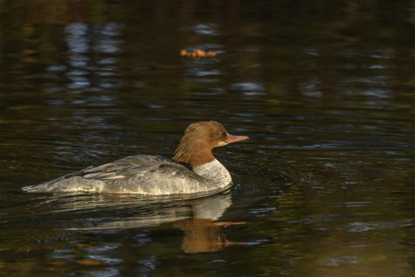 Common Merganser (Mergus merganser) female swimming in a river. Bas-Rhin, Alsace, Grand Est, France, Europe