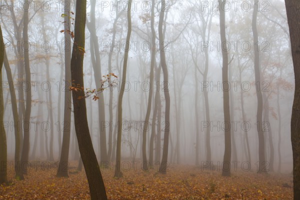 Beautiful forest on a foggy autumn day. Autumnal mysterious forest trees with yellow leaves
