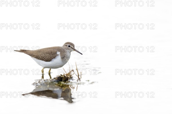 Common sandpiper, sandpiper (Actitis hypoleuco), biotope, habitat, foraging, Lesvos, Greece, Europe
