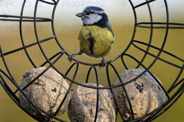 Blue Tit at the Tit Dumpling