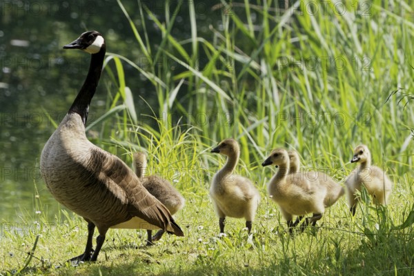 Canada goose with chicks