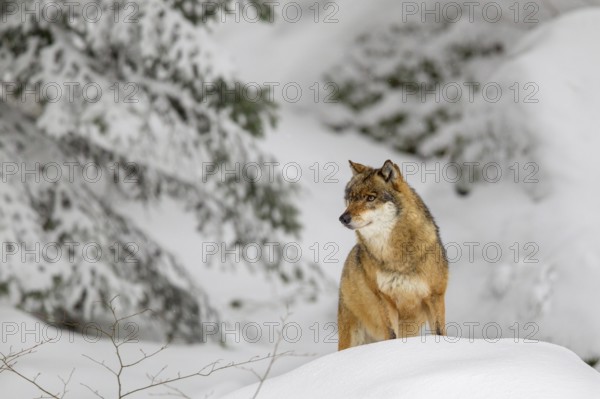 Gray wolf (Canis lupus) in winter in the outdoor animal enclosure in the Bavarian Forest National Park, Germany. Wolf in the snow in the open-air animal enclosure in the Bavarian Forest National Park, Bavaria, Germany, Europe