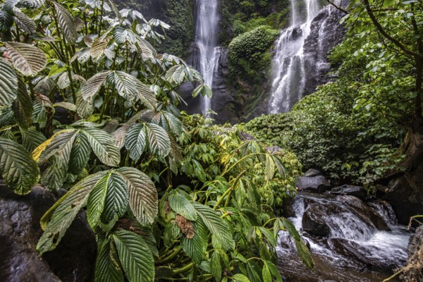 The Sekumpul waterfall, a large waterfall in the middle of the jungle that plunges into a deep green gorge. Trees and tropical plants at Bali's highest waterfall