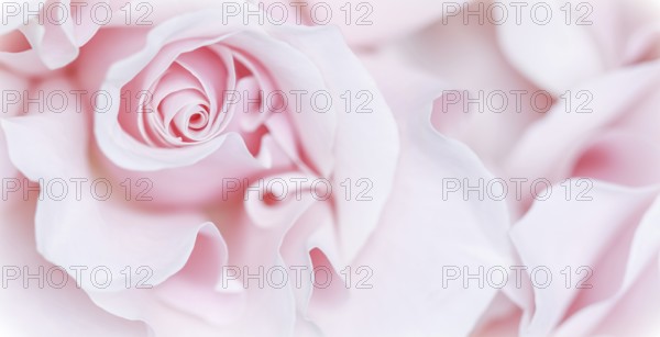 Pale pink white rose flower. Macro flowers background for holiday brand design