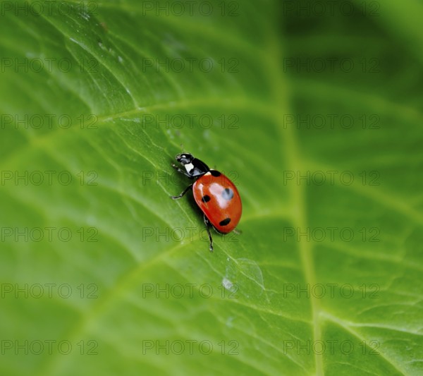 Ladybird on hydrangea leaf, seven-spott ladybird (Coccinella septempunctata), hortensias (Hydrangea)