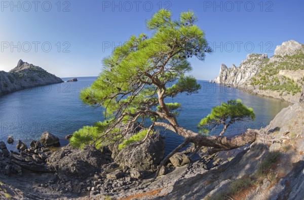 Relict pine from the remnants of the Golitsyn Trail leading from the Novyy Svet to the Royal beach. The curvature of space by the fisheye lens. Sunny summer morning. Crimea