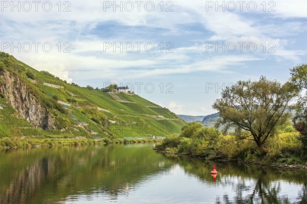 The vineyards along the river Moselle, Germany. Autumn