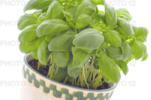 Basil in a pot
