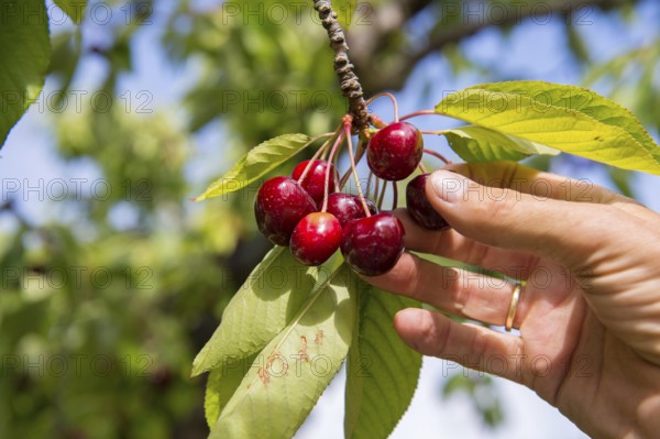 Hand picking cherries from the tree