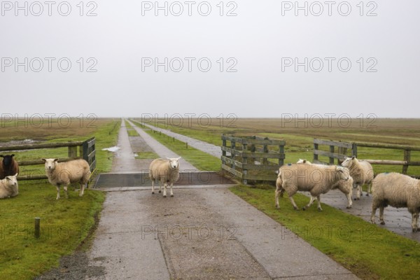 Sheep on the dyke Friesland