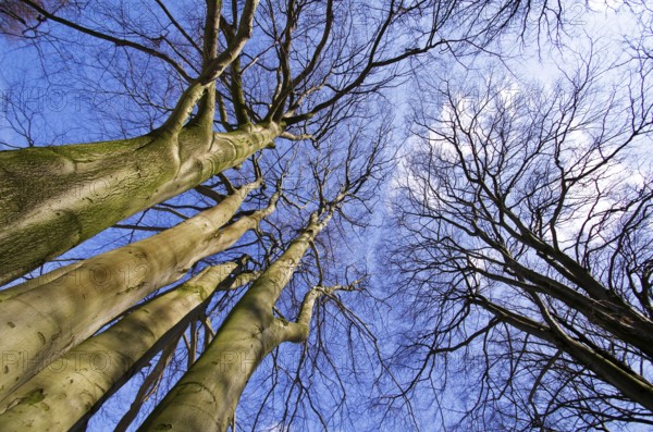 Trees in winter