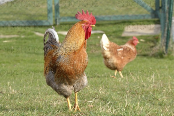 Brown cock with brown hen in the meadow - free range