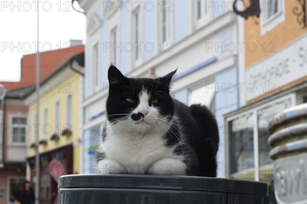 Domestic cat makes itself comfortable on the litter bin in the middle of the town square