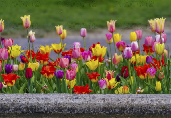 Beautiful blooming tulips closeup in spring time