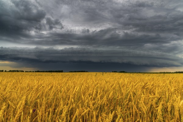 A round storm cloud over a wheat field. Russia