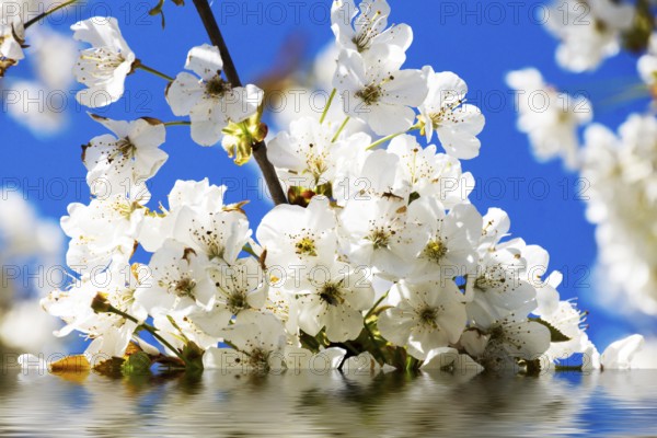 Cherry blossoms with white flowers, sun and blue sky
