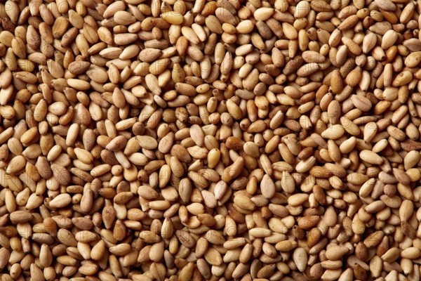 Sesame seeds texture macro detail background