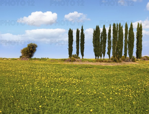 Fields of flowers in the bright southern sun. Desert acacias and cypresses. Lovely warm day. Walk in the blooming Negev desert on the outskirts of the southern city. Israel