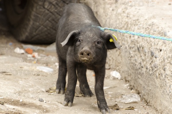 Pig at a market in South America