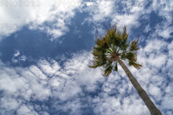 Washingtonia palm