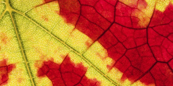 Macro shot of an autumn-coloured vine leaf