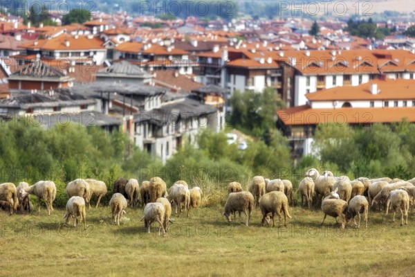 Summer town panorama of bulgarian all seasons resort Bansko, Bulgaria and sheeps flock