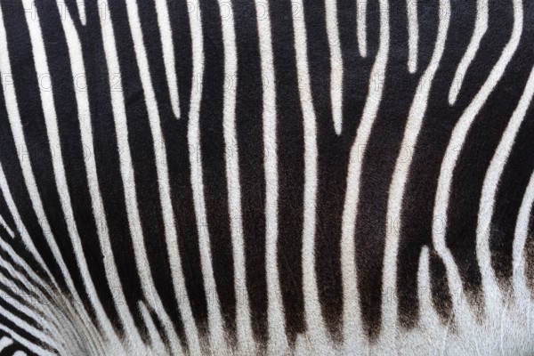 Detail of a black and white stripes on a zebra skin