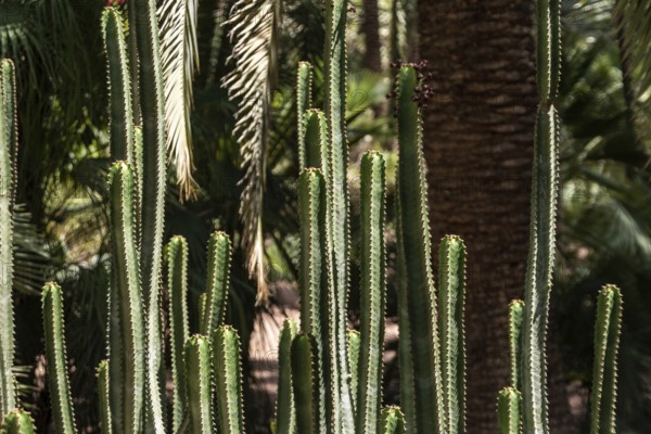 Beautfiul closeup of a Euphorbia Canariensis cactus in a park in Marrakech, Morocco, Africa
