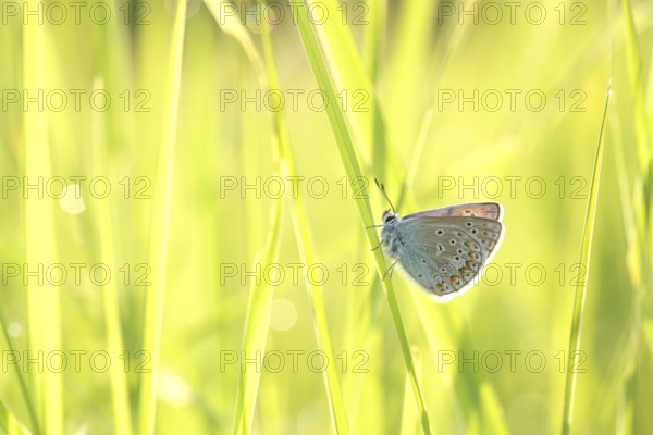 Common Blue Butterfly on a spring meadow in the sunshine