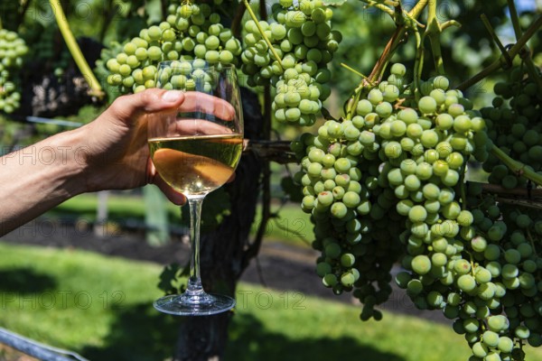Hand holding a glass of white wine against unripe fresh green grapes fruits background close up view, Okanagan Valley wineries vineyards tasting