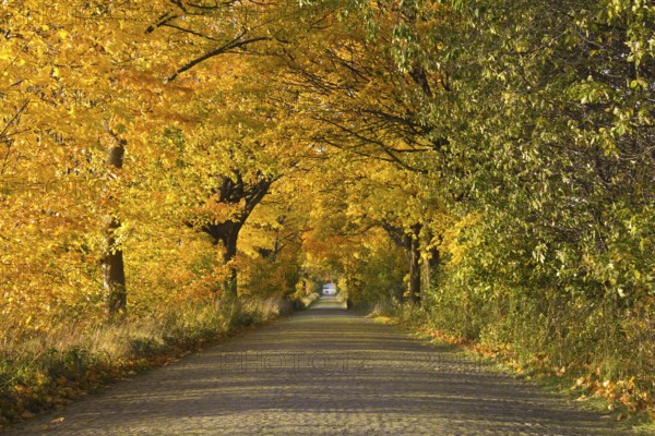Autumn avenue