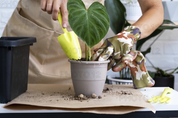Transplanting a home plant Philodendron verrucosum into a pot. A woman plants a stalk with roots in a new soil. Caring for a potted plant, hands close-up