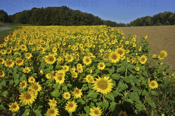 Sunflowers in the Swabian Alb, Baden-Württemberg, Germany, Sunflowers in the Swabian Alb, Baden-Württemberg, Germany, Europe