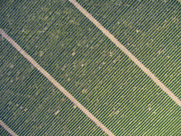 Aerial top view on extensive vineyards background