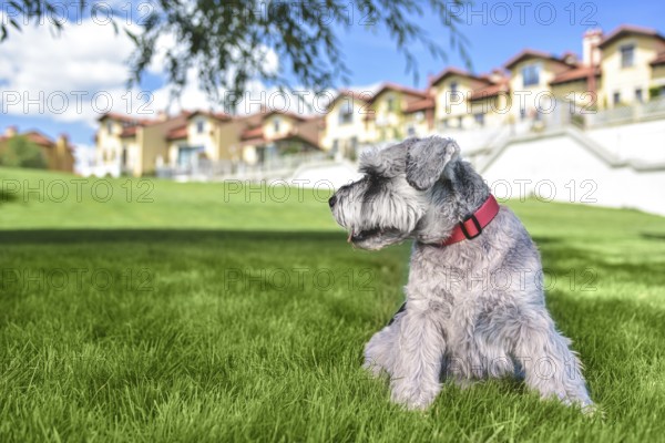Portrait of a beautiful dog schnauzer sitting on the grass and looking into the distance in the park.The concept of love for animals. best friends