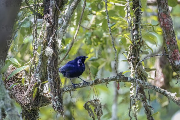 Blue-black Grassquit perched on a branch against natural background, Itatiaia, Rio de Janeiro, Brazil, South America