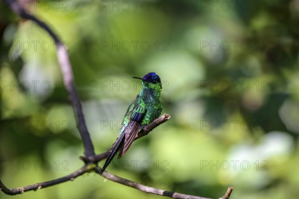 Violet-capped woodnymph perched on a branch against defocused green background, Folha Seca, Brazil, South America